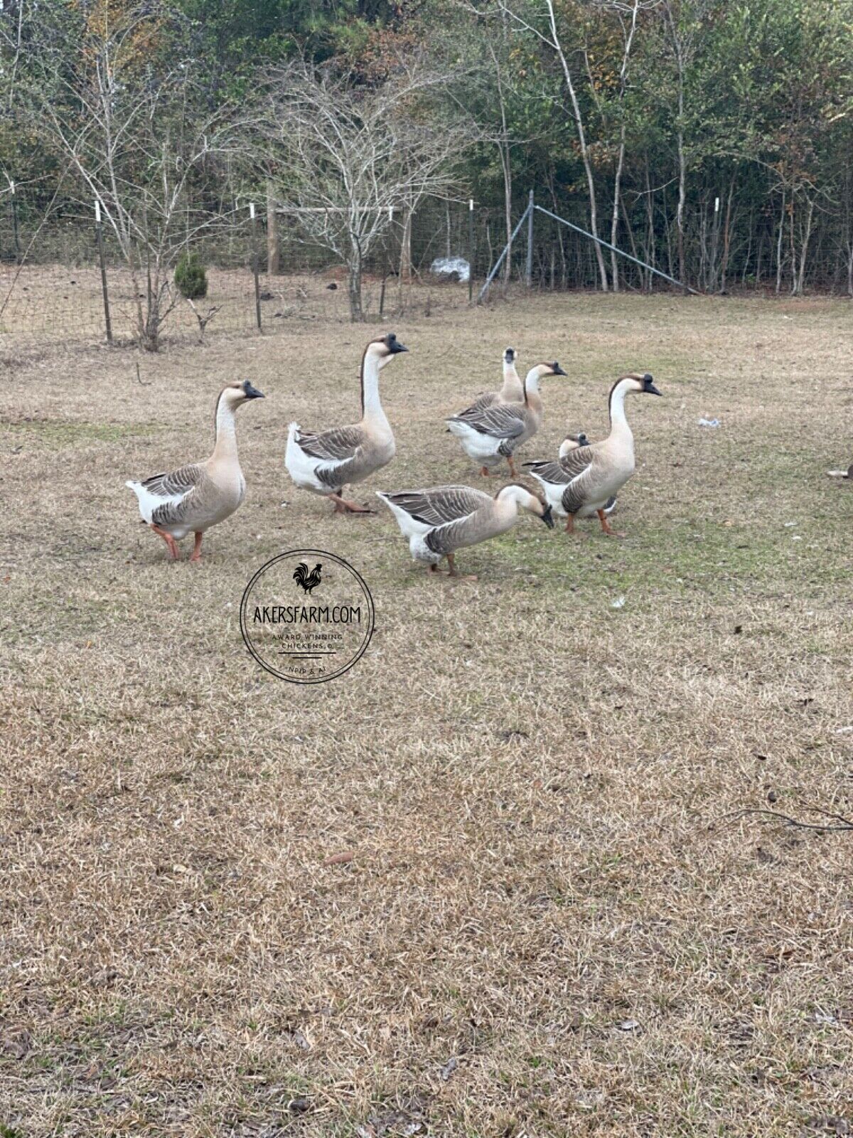 NOW AVAILABLE African Goose Hatching Eggs NPIP AI Breeder Quality
