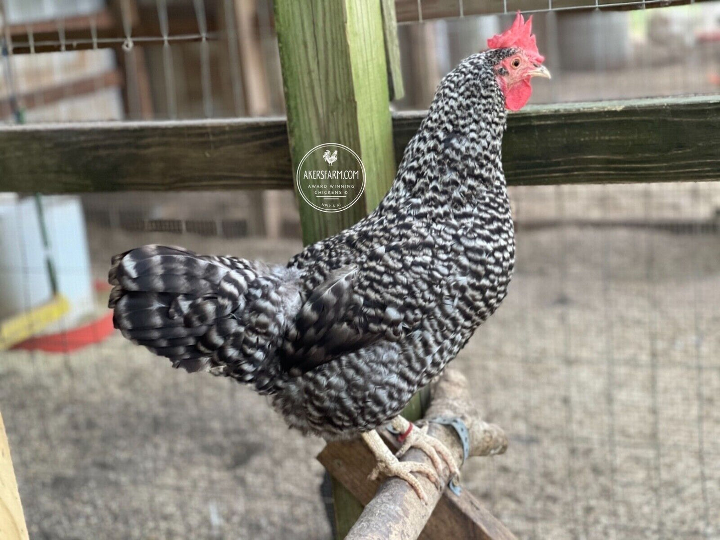 Colorful Layer Rare Breeds Mixed Chicken Hatching eggs NPIP AI