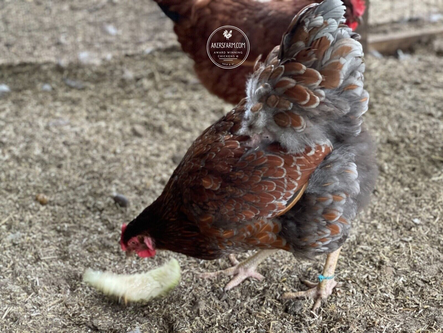 Colorful Layer Rare Breeds Mixed Chicken Hatching eggs NPIP AI