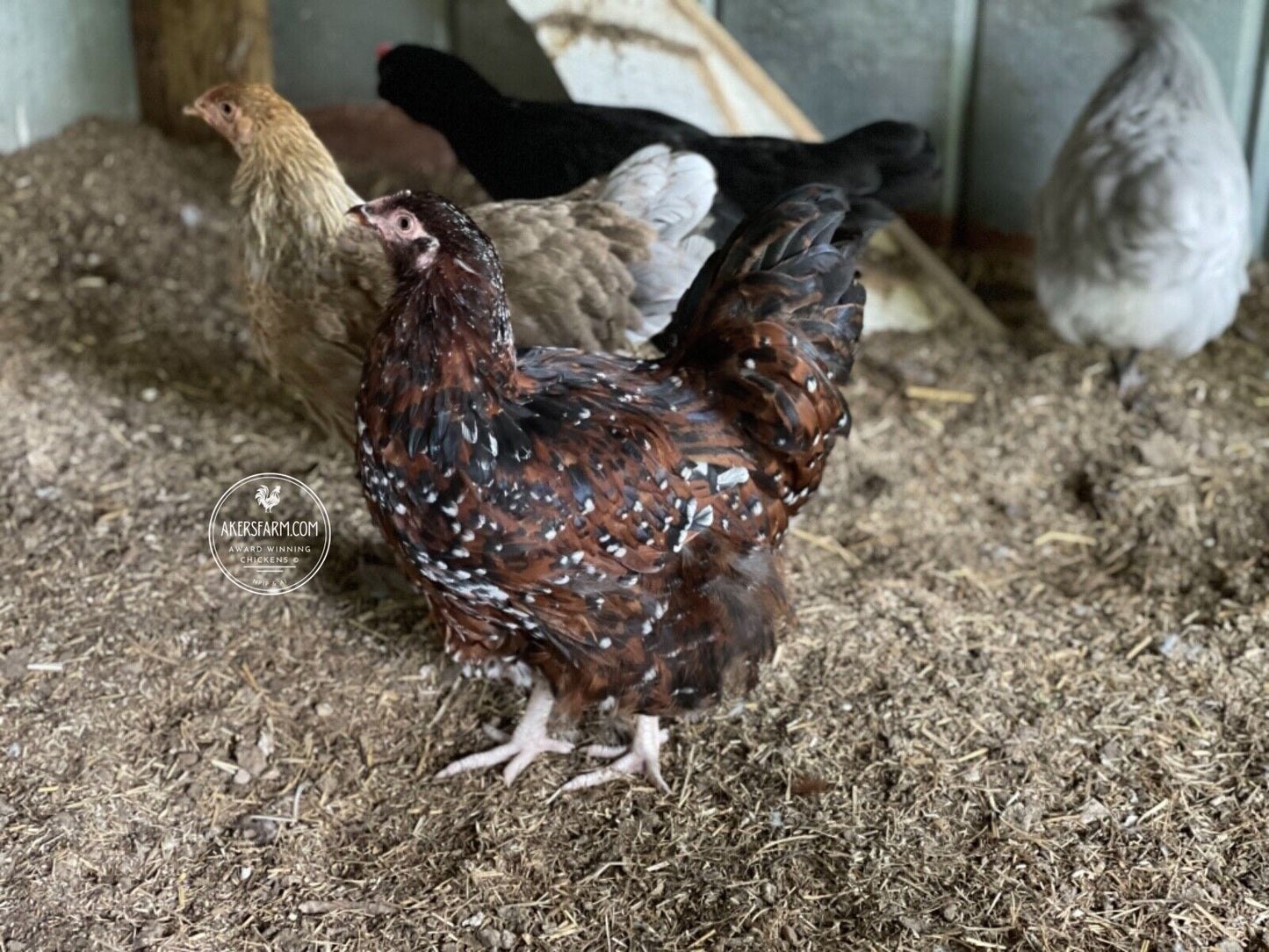 Colorful Layer Rare Breeds Mixed Chicken Hatching eggs NPIP AI