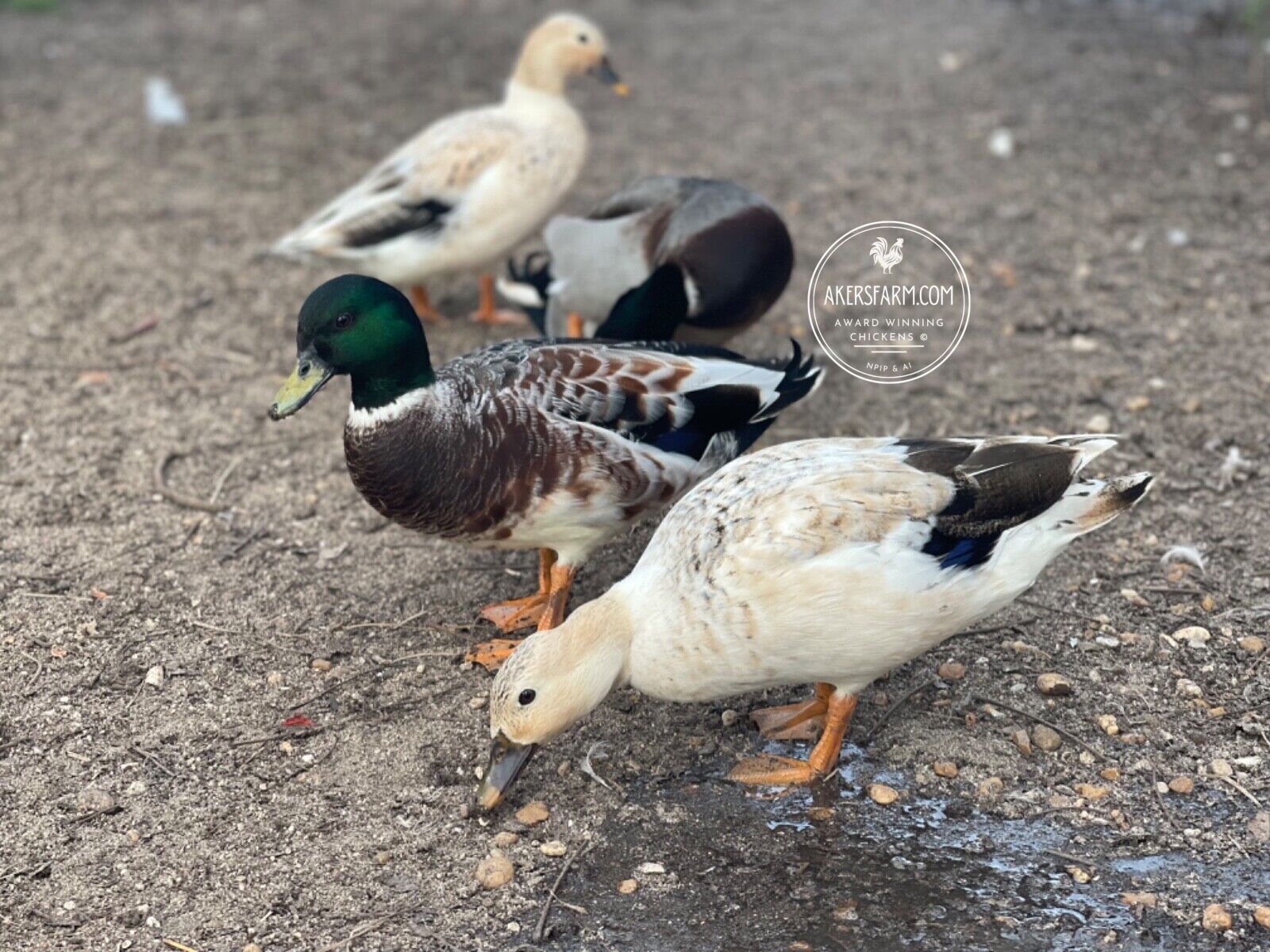 Call Duck Snowy Hatching eggs – Akers Farm