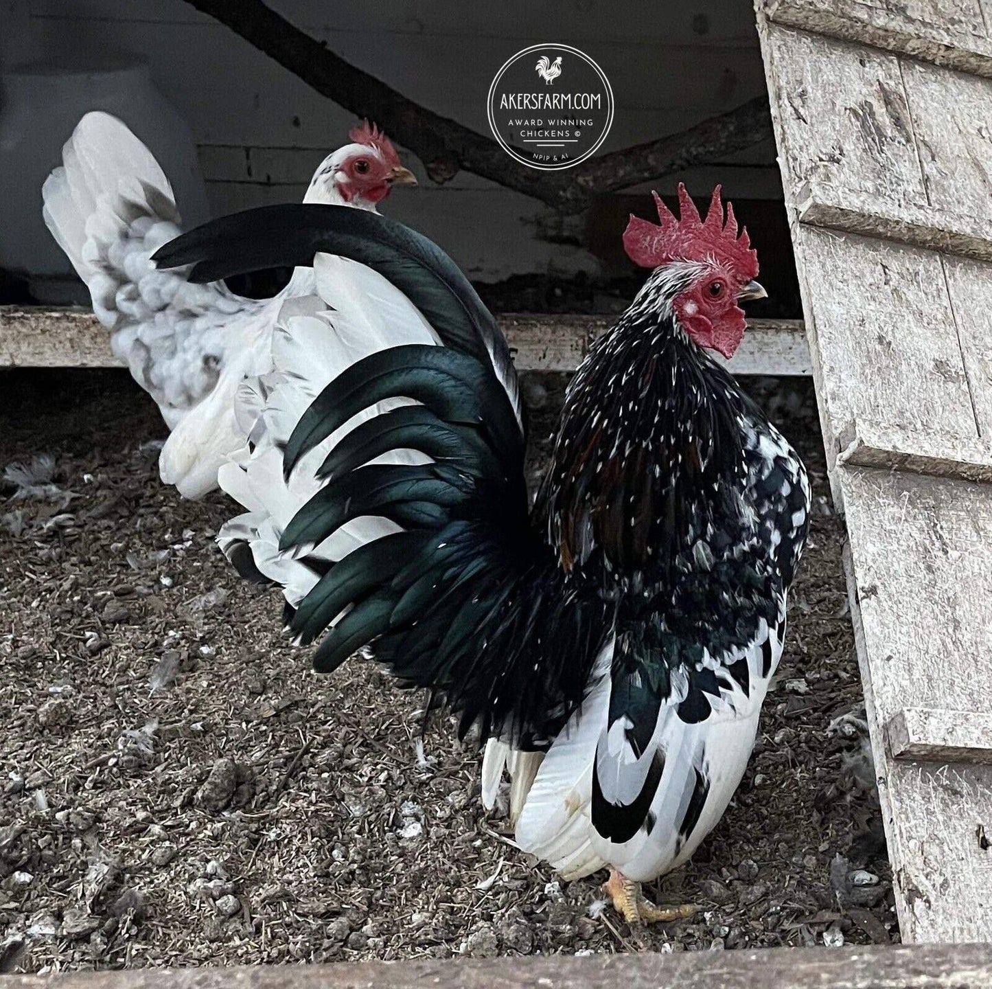 American Seramas Micro Hatching Eggs Hens Choice (includes 25% chance of Frizzle)