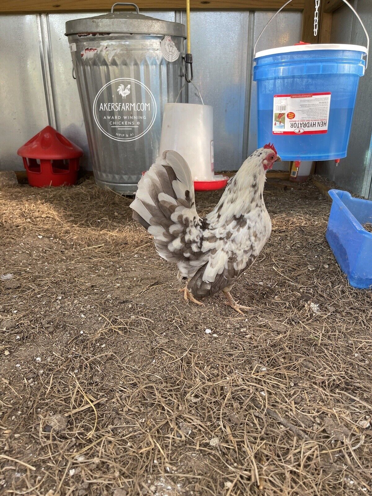 American Seramas Micro Hatching Eggs Hens Choice (includes 25% chance of Frizzle)