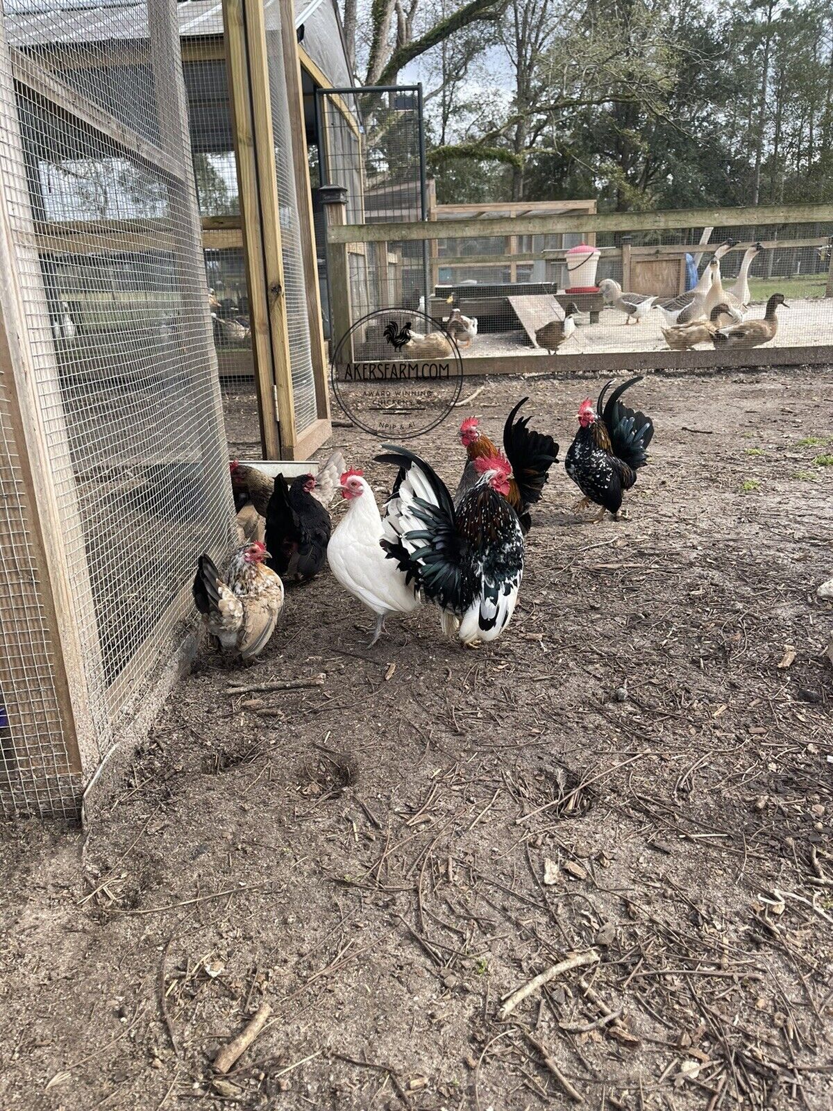 American Seramas Micro Hatching Eggs Hens Choice (includes 25% chance of Frizzle)