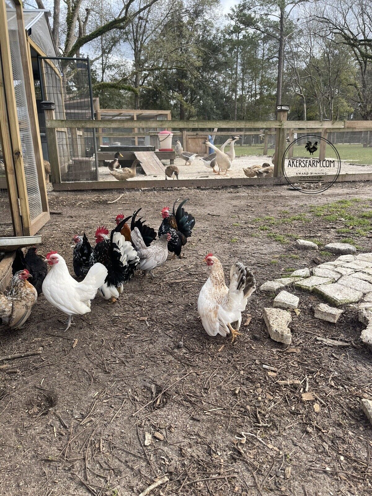 American Seramas Micro Hatching Eggs Hens Choice (includes 25% chance of Frizzle)