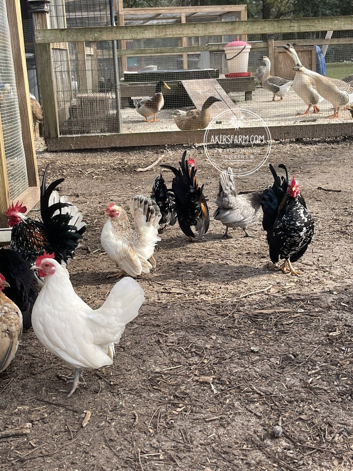 American Seramas Micro Hatching Eggs Hens Choice (includes 25% chance of Frizzle)