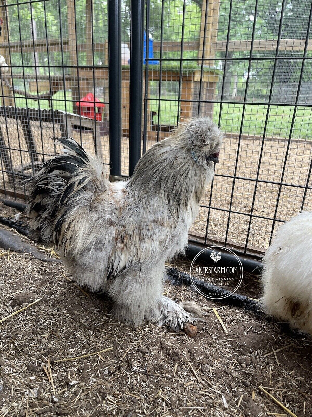 Silkie Hatching Eggs Hens Choice, Black, White, project 4 Satin/Frizzle NPIP & AI