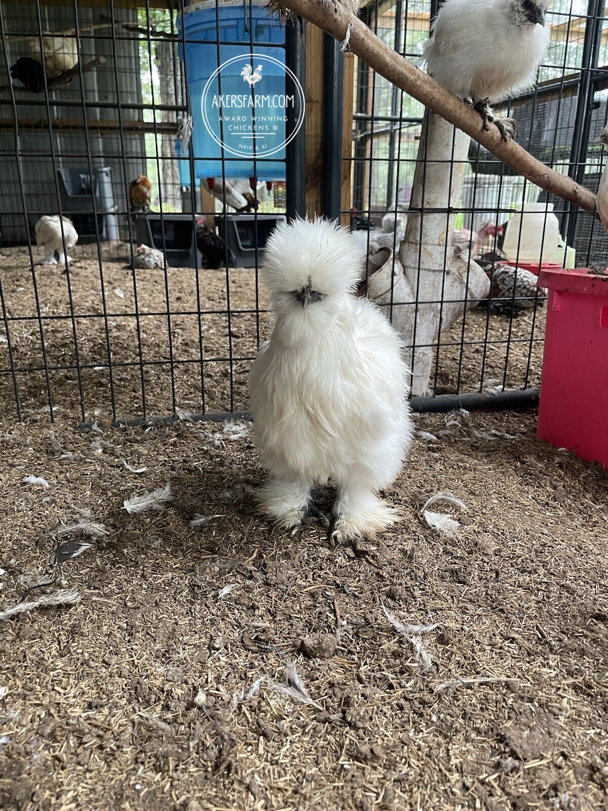 Silkie Hatching Eggs Hens Choice, Black, White, project 4 Satin/Frizzle NPIP & AI