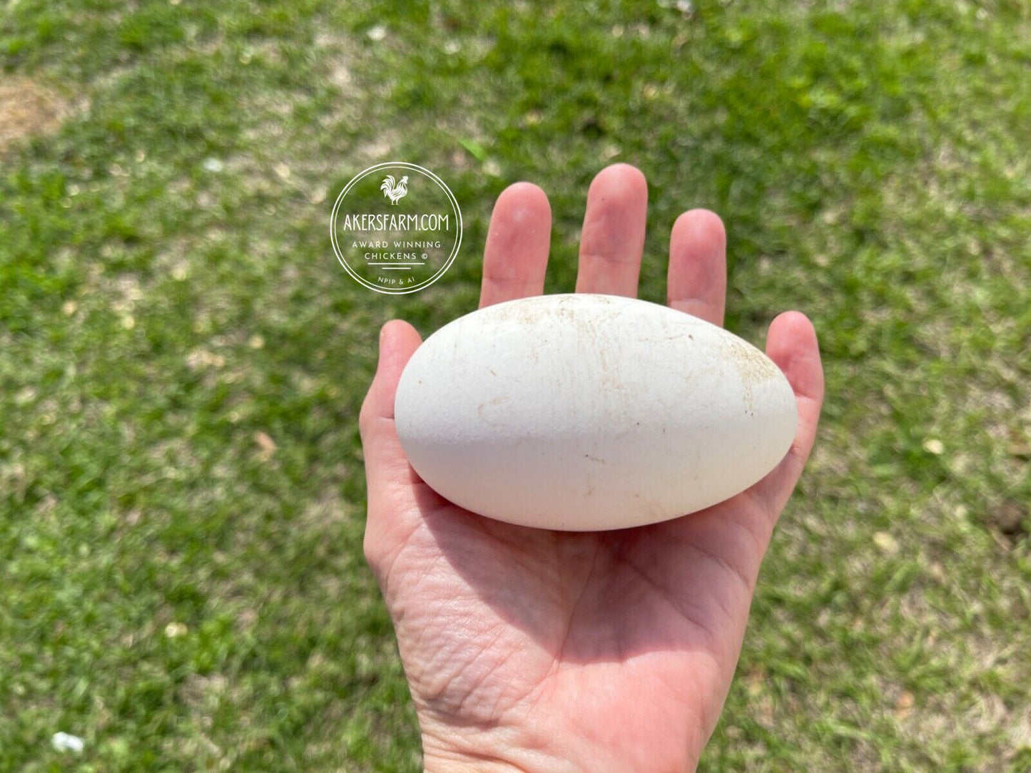 NOW AVAILABLE African Goose Hatching Eggs NPIP AI Breeder Quality