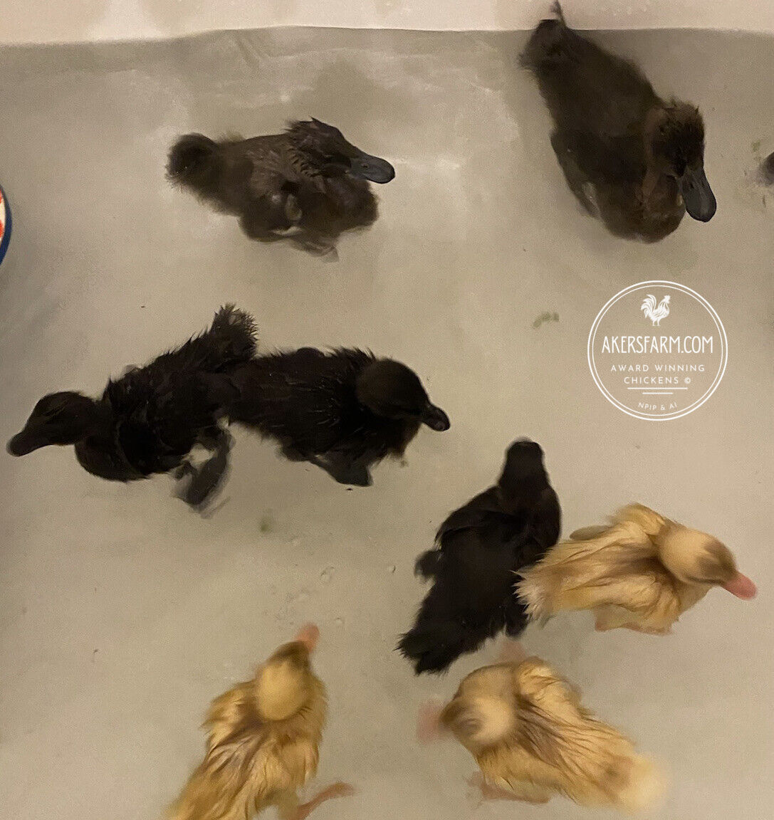 Duck Mixed breed Hatching eggs