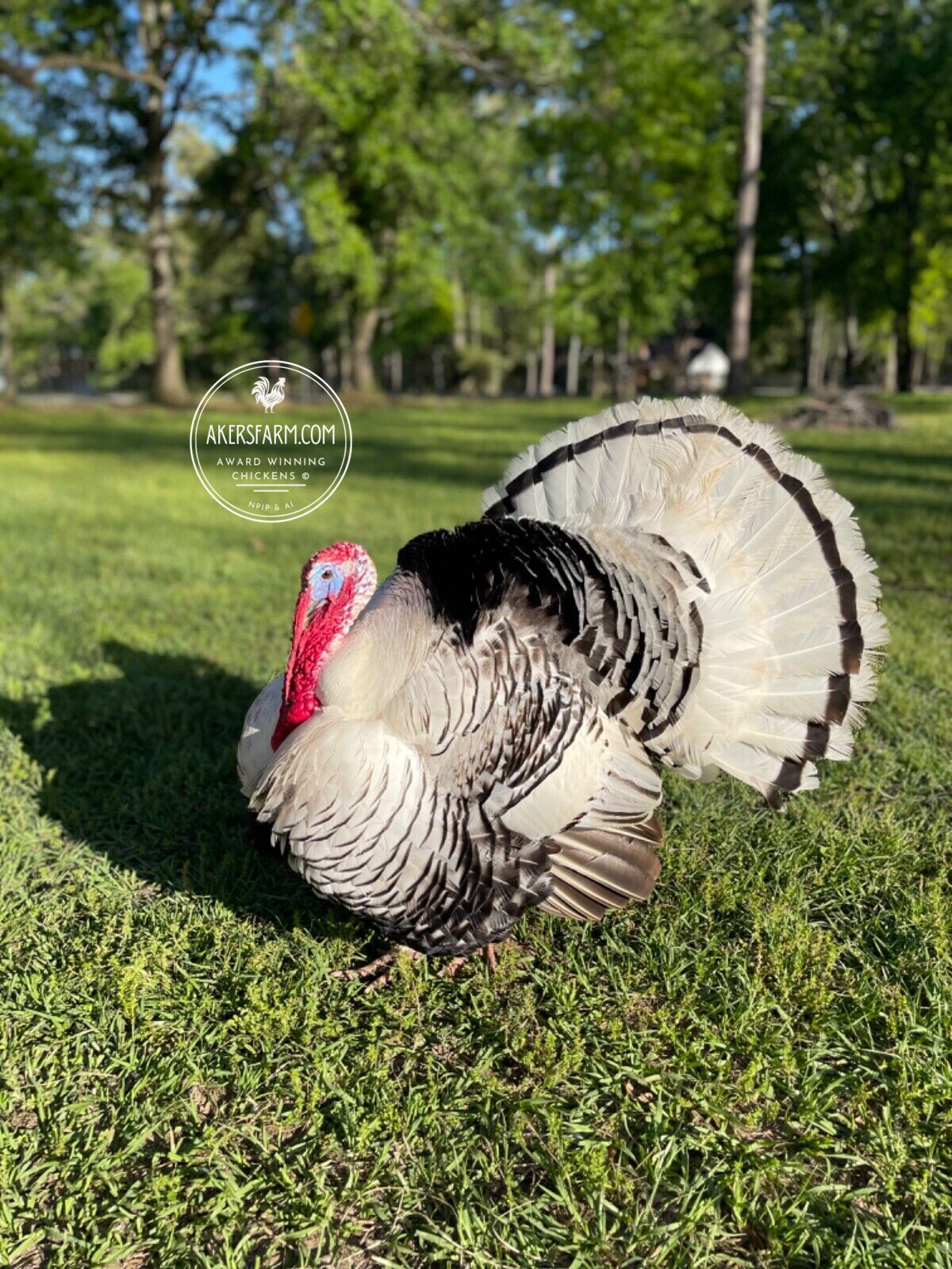 PREORDER AVAILABLE NOW Royal Palm Heritage Turkey Hatching Eggs (with chance of recessive slate) NPIP AI