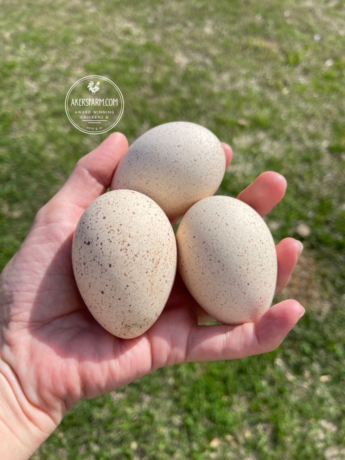 PREORDER AVAILABLE NOW Royal Palm Heritage Turkey Hatching Eggs (with chance of recessive slate) NPIP AI