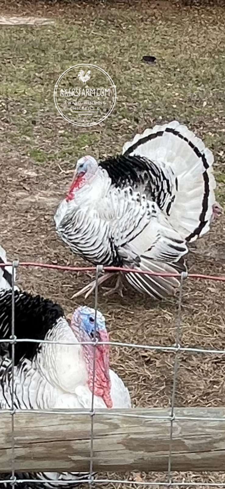 PREORDER AVAILABLE NOW Royal Palm Heritage Turkey Hatching Eggs (with chance of recessive slate) NPIP AI