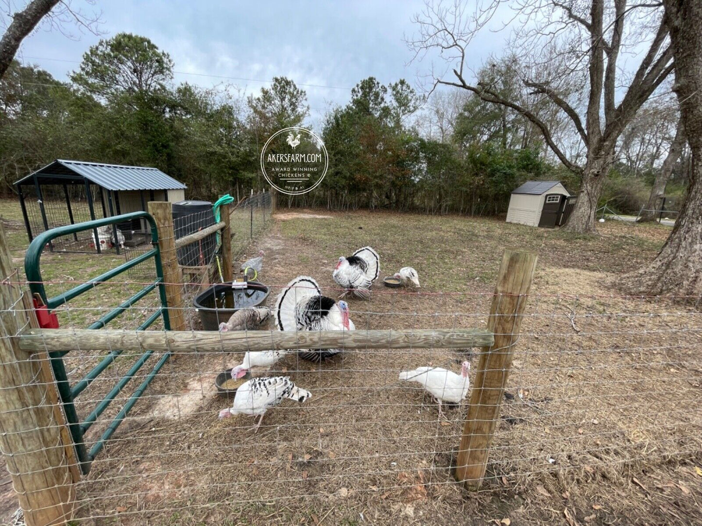 PREORDER AVAILABLE NOW Royal Palm Heritage Turkey Hatching Eggs (with chance of recessive slate) NPIP AI