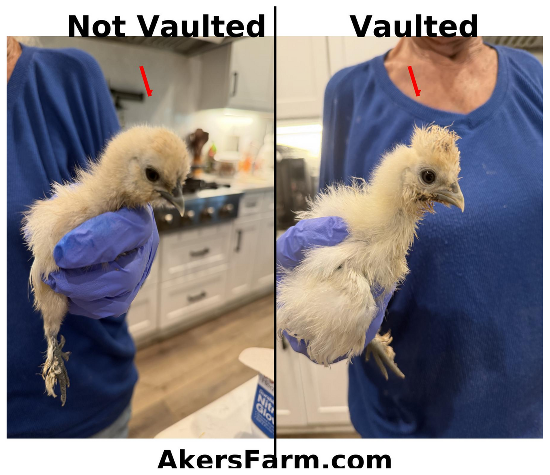 Let’s talk vaulted skulls in the silkie breed