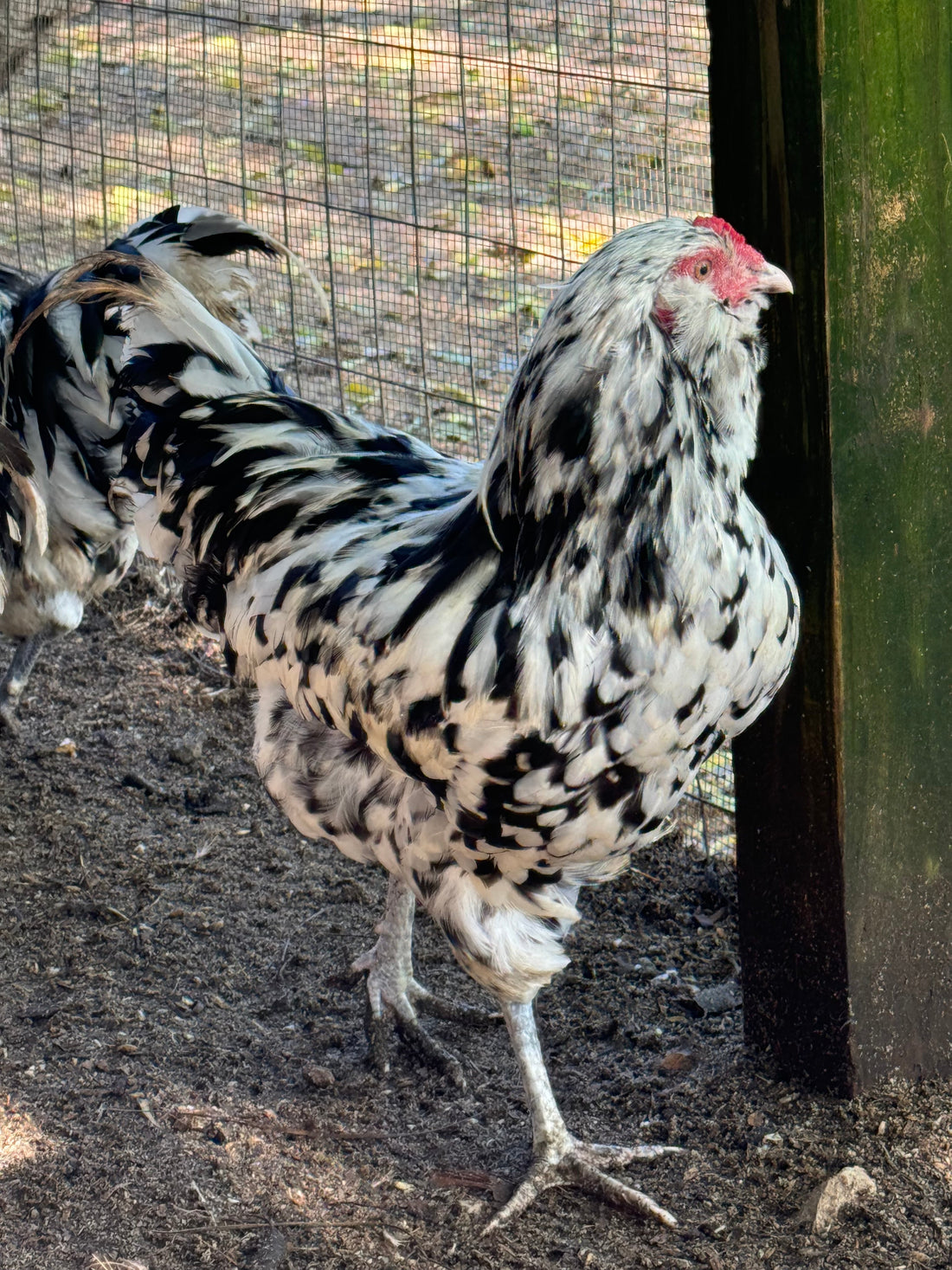 🍂 What to Expect With Fall Hatching Egg Orders at Akers Farm