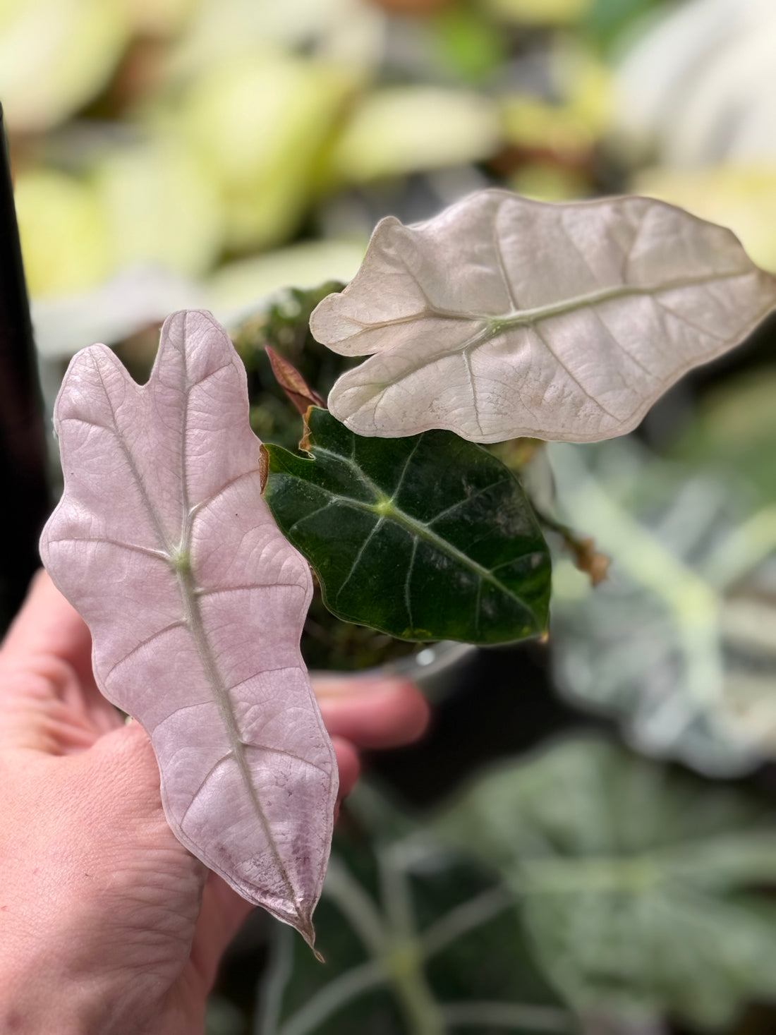 Spotlight: Pink Mint Polly vs. Pink Mint Amazonica Alocasia