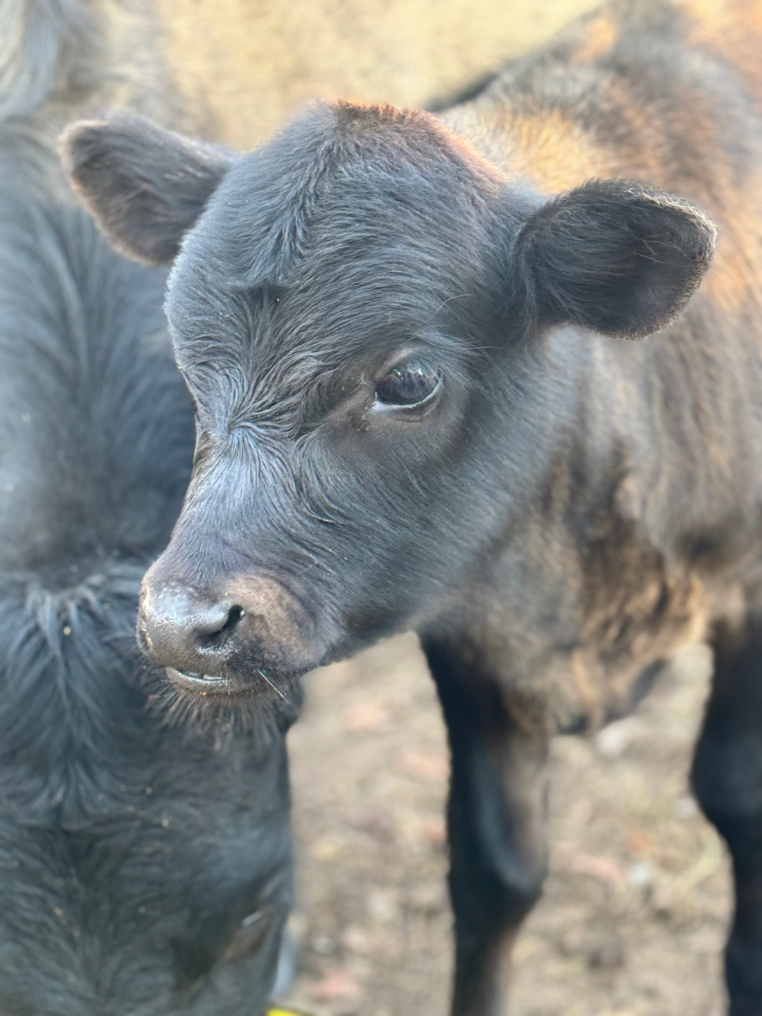 Meet Stormy: Our Hopeful Homozygous Polled Herd Sire