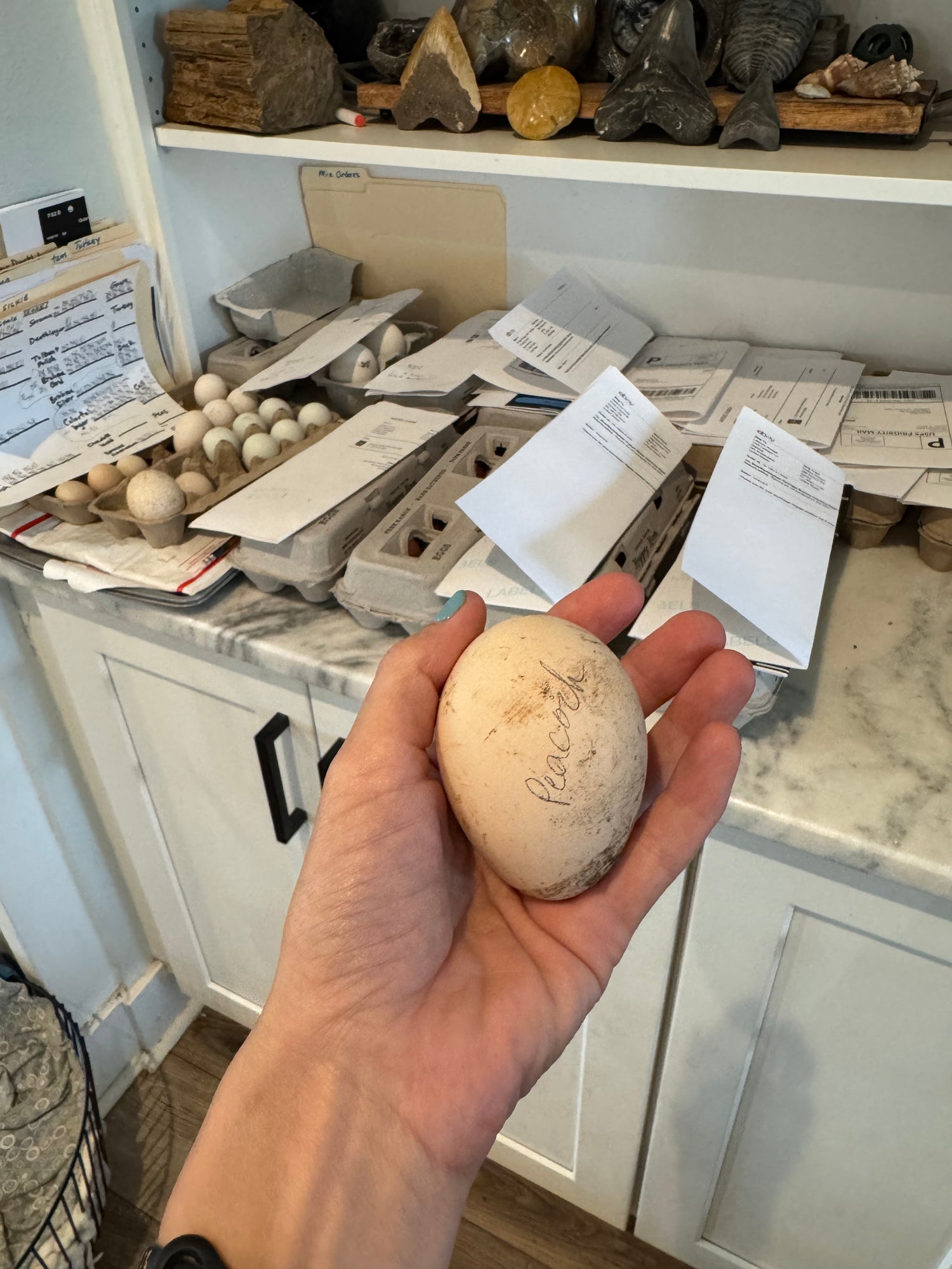 Peafowl Hatching Eggs