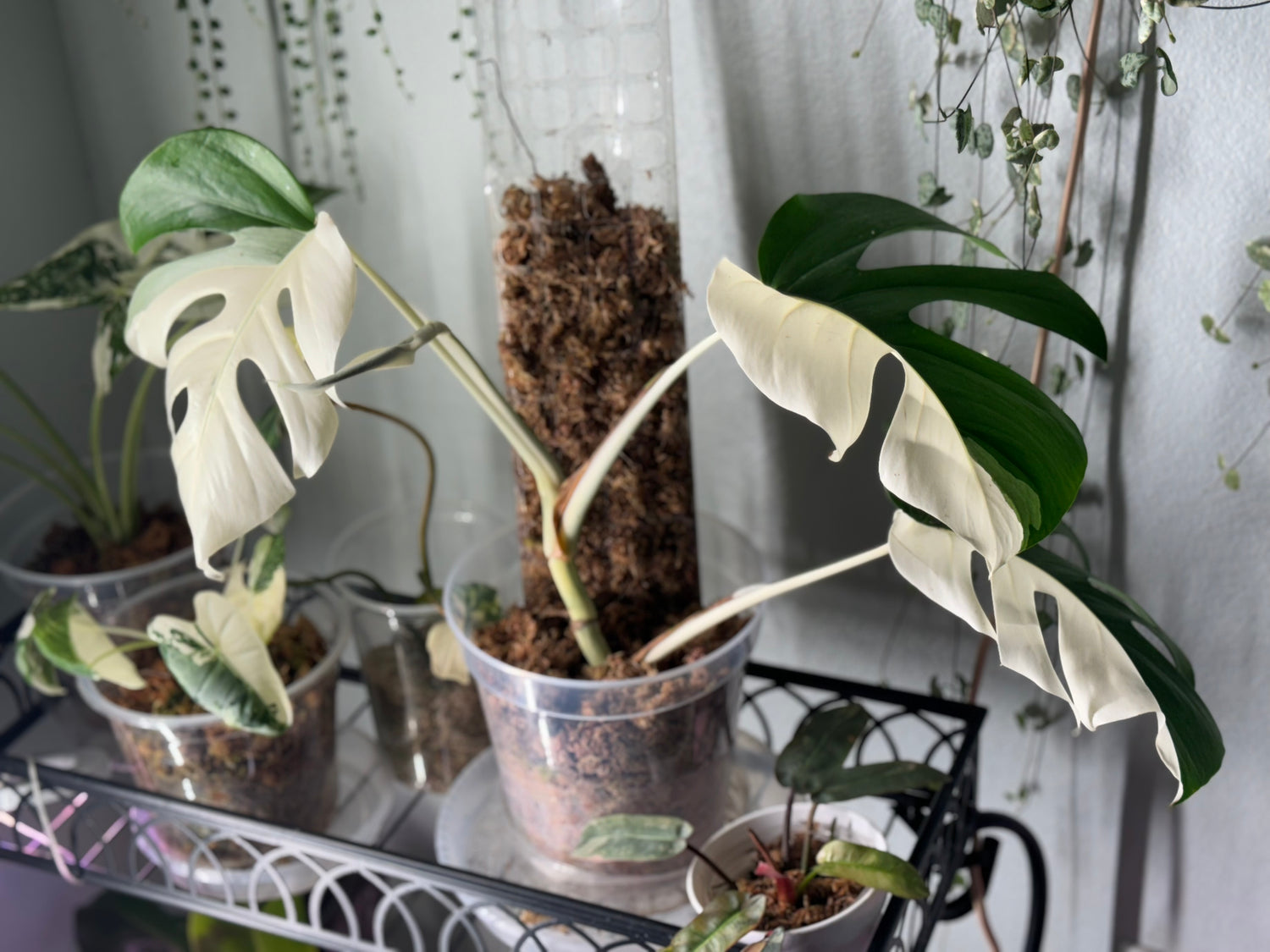 Florida Rare Tropicals