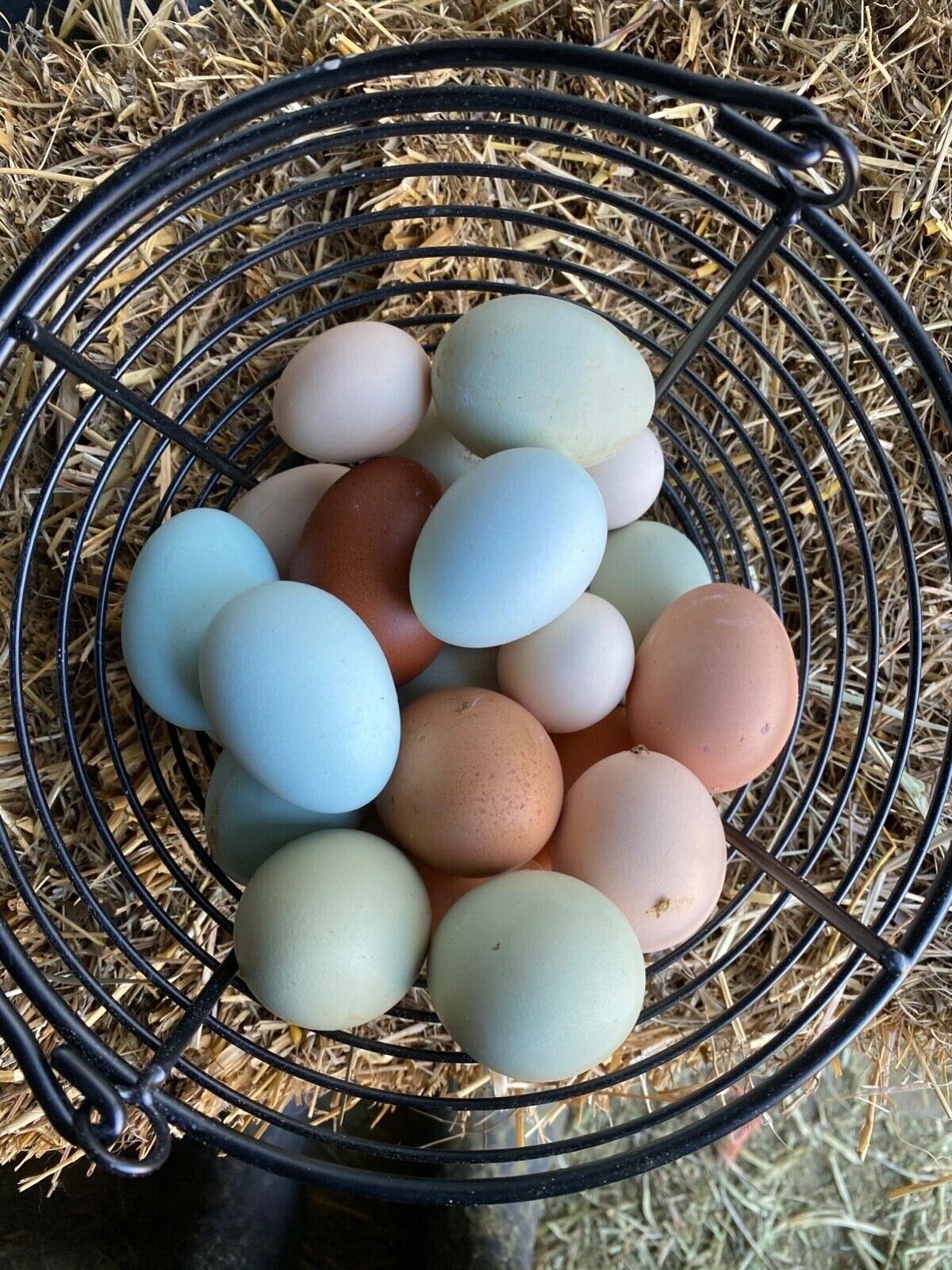 Chicken Hatching Eggs