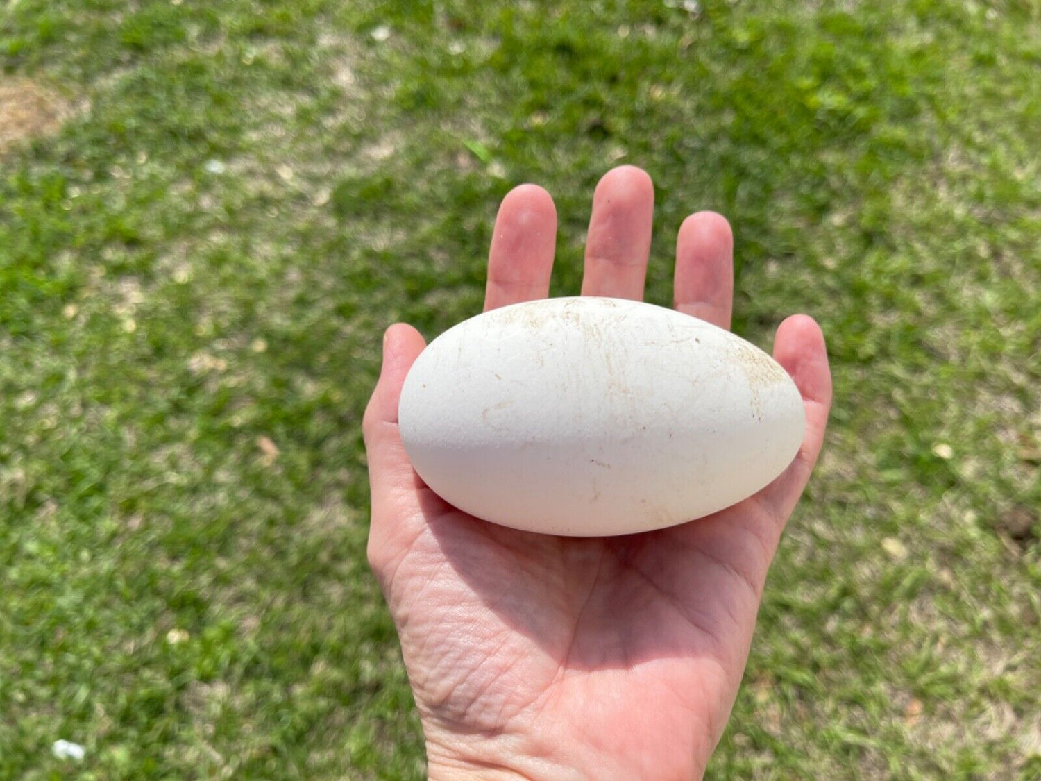 Goose Hatching Eggs