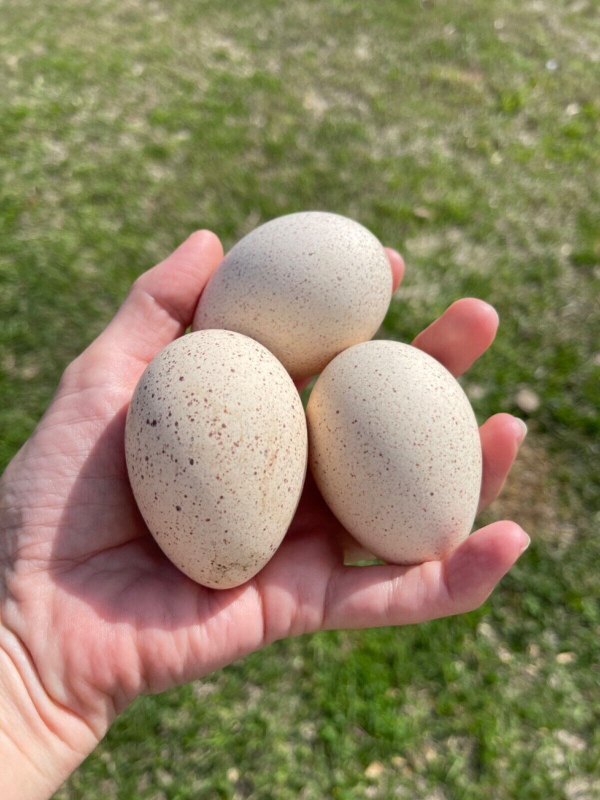 Turkey Hatching Eggs
