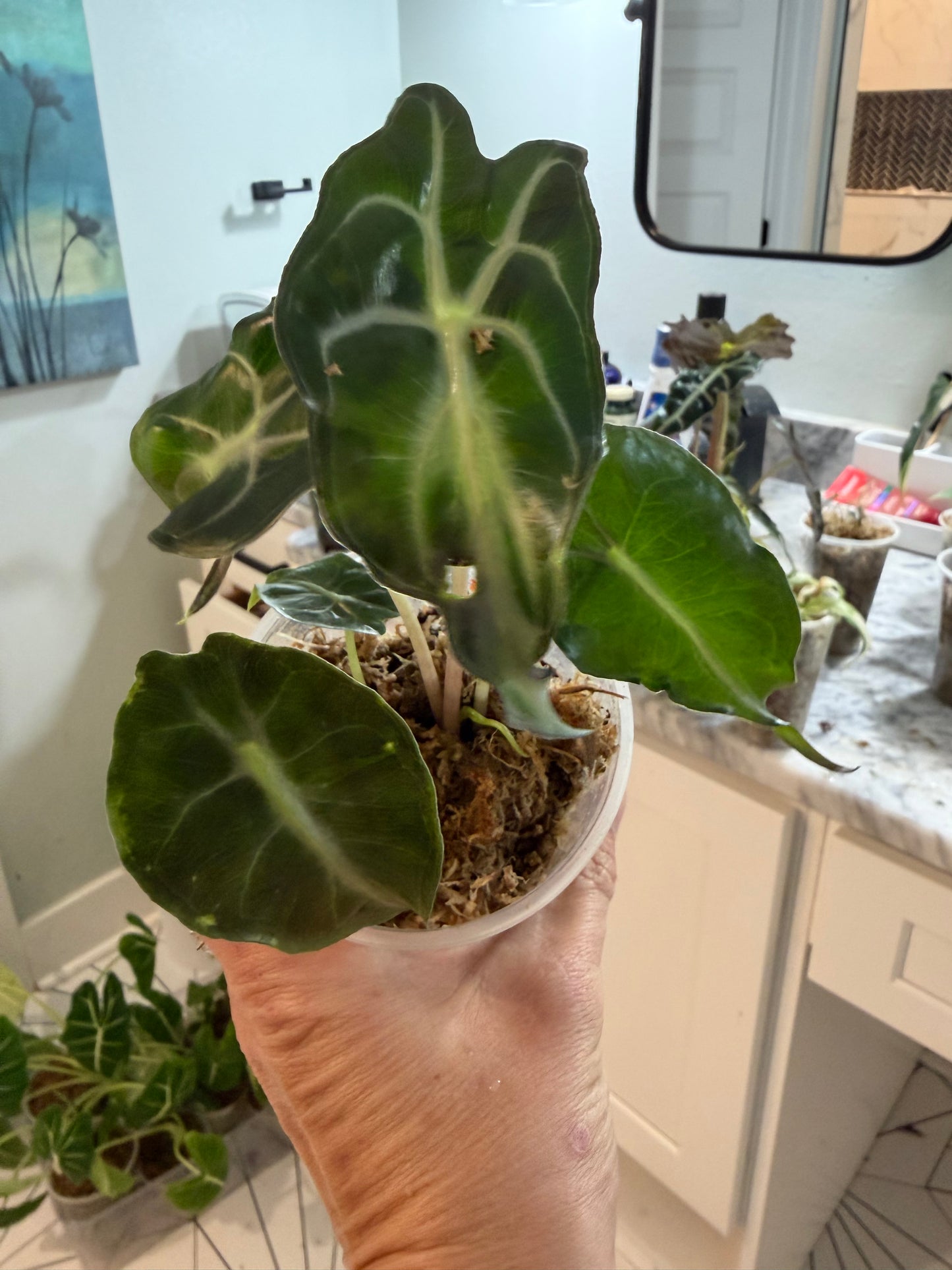 Alocasia Venom