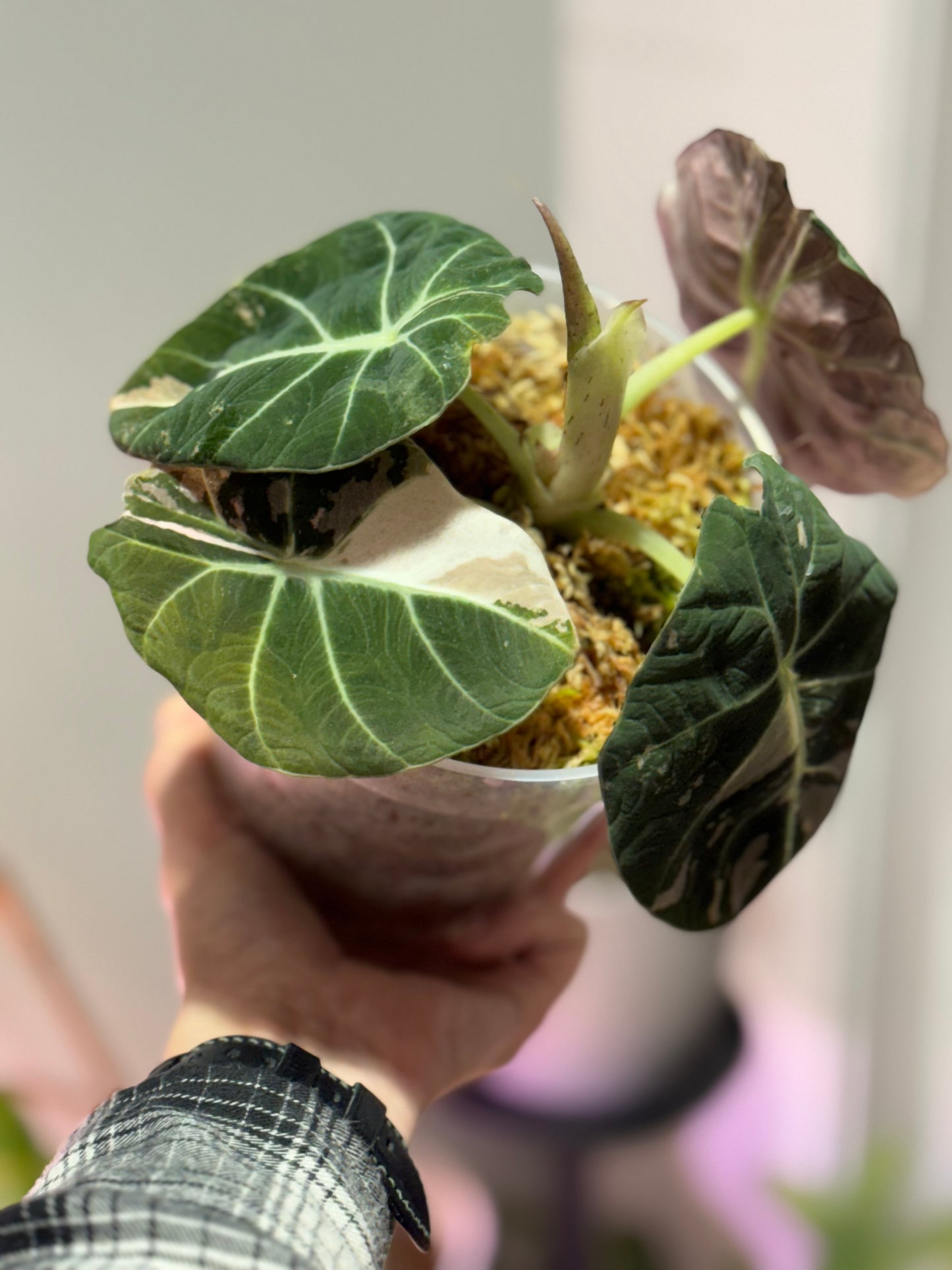 Variegated Pink Black Velvet Alocasia