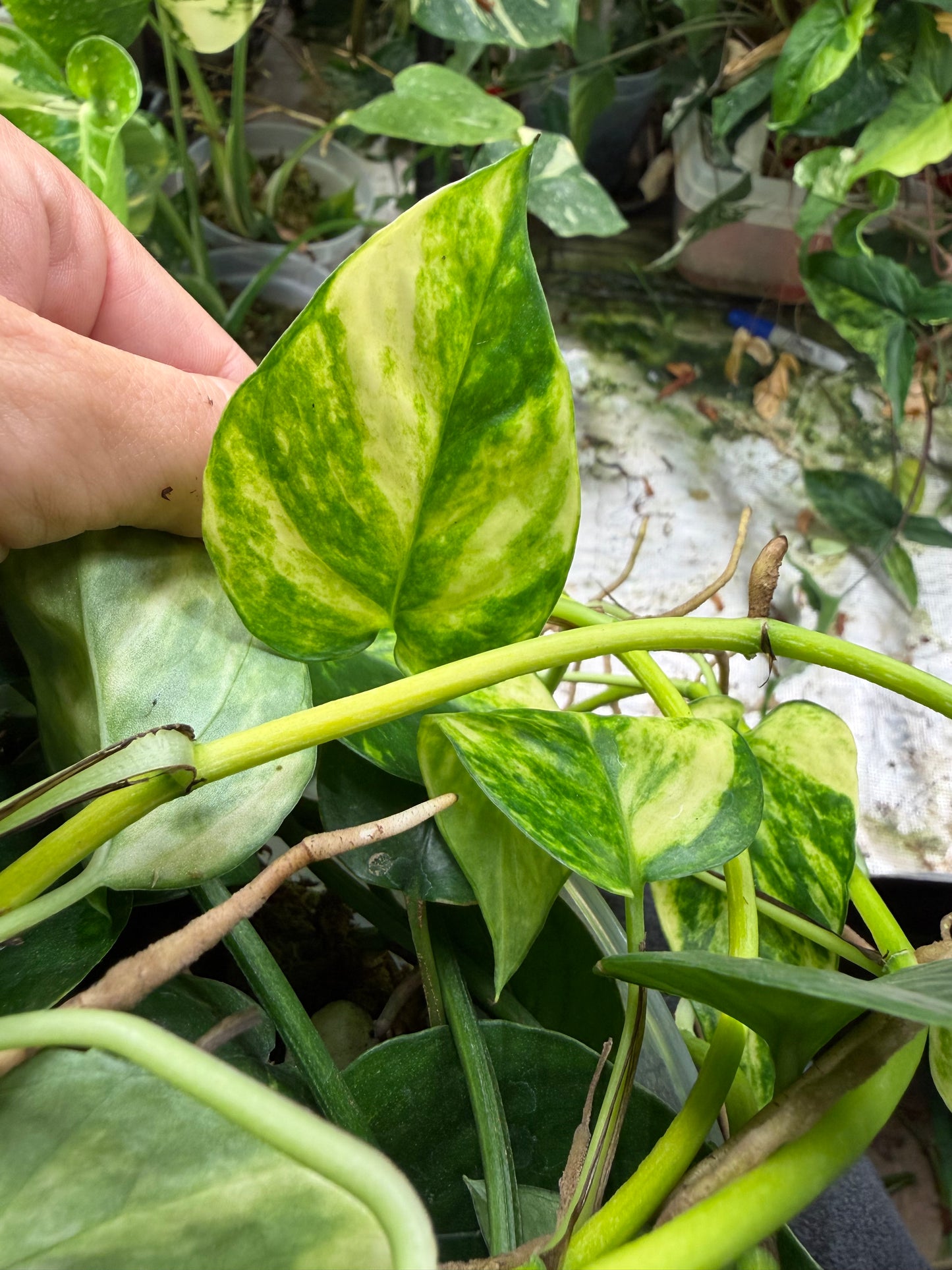 Epipremnum pinnatum Albo Variegata ‘Cebu Blue’