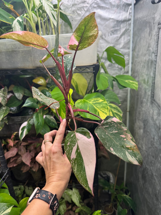Pink Princess Philodendron MARBLED *EXACT PLANT*