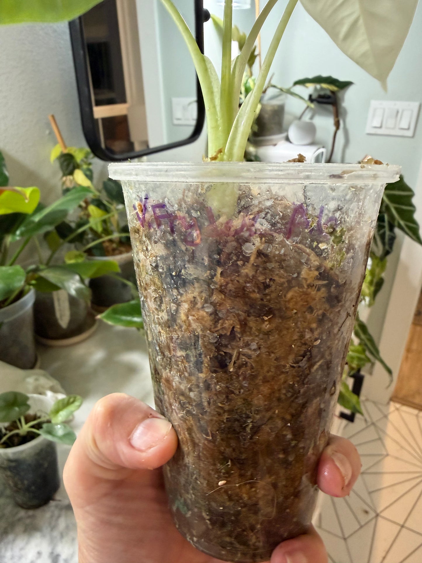 *EXACT PLANT* Variegated Frydek