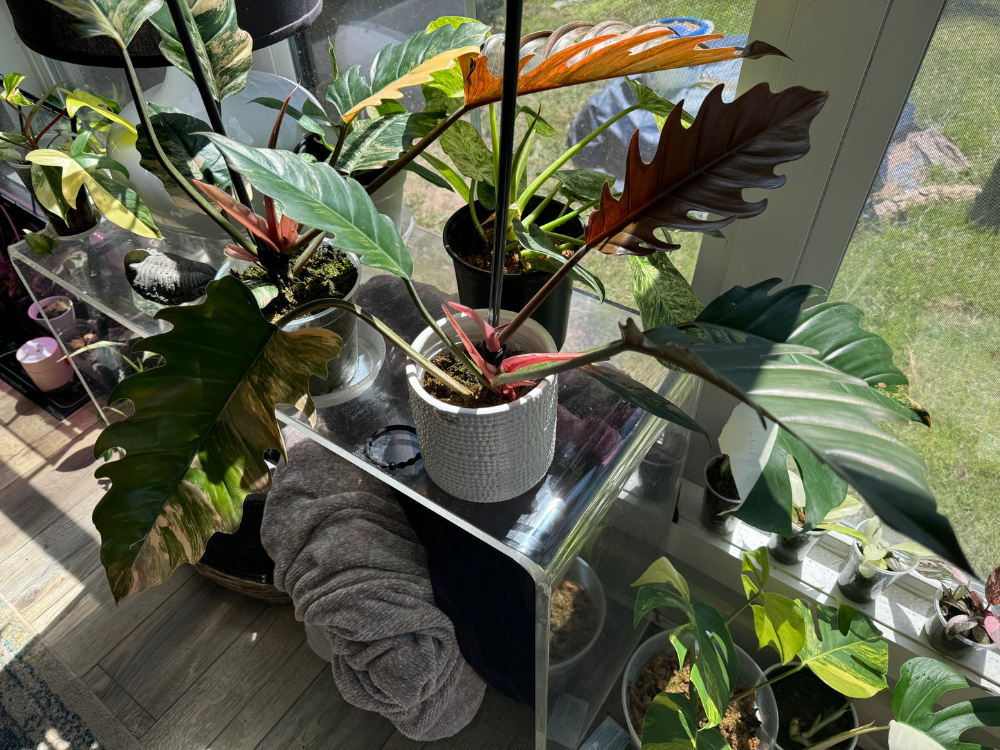 Caramel Marble Philodendron