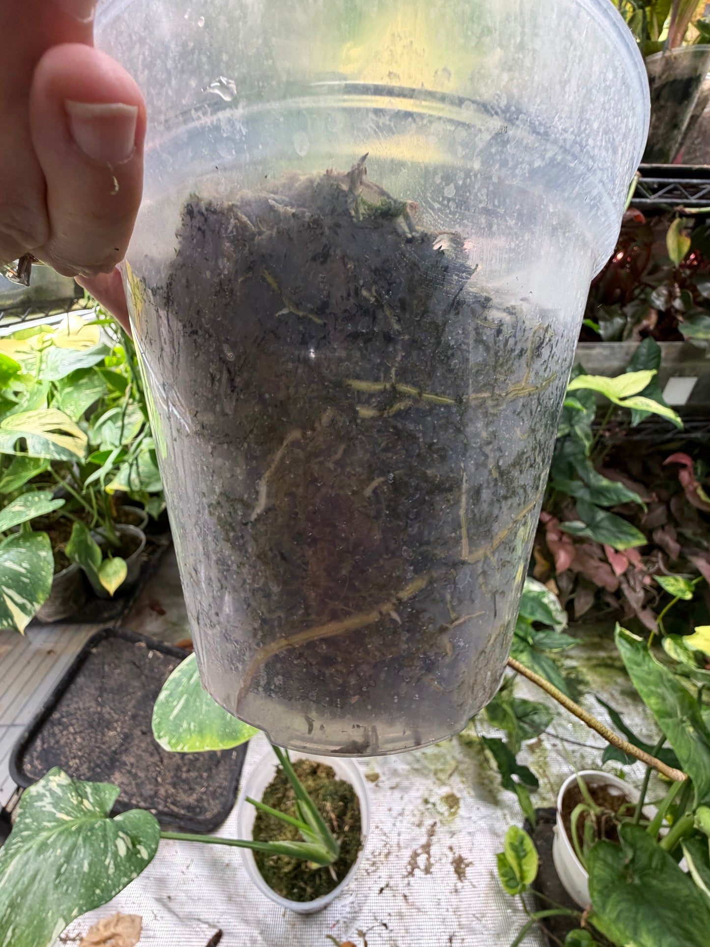 *EXACT PLANT* Monstera deliciosa "Thai Constellation”