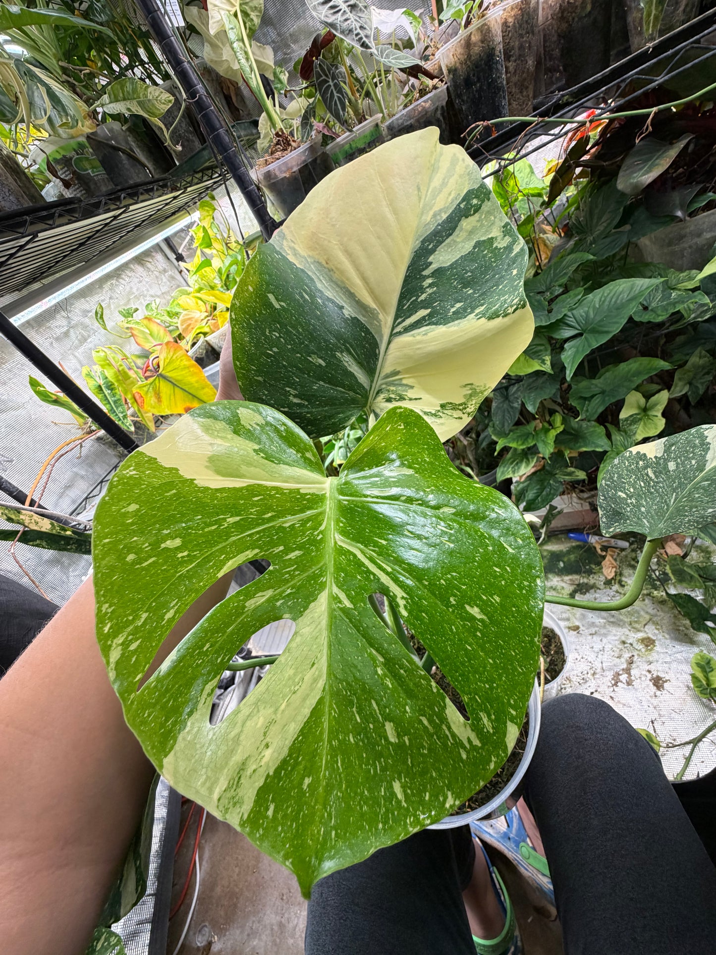 *EXACT PLANT* Monstera deliciosa "Thai Constellation”