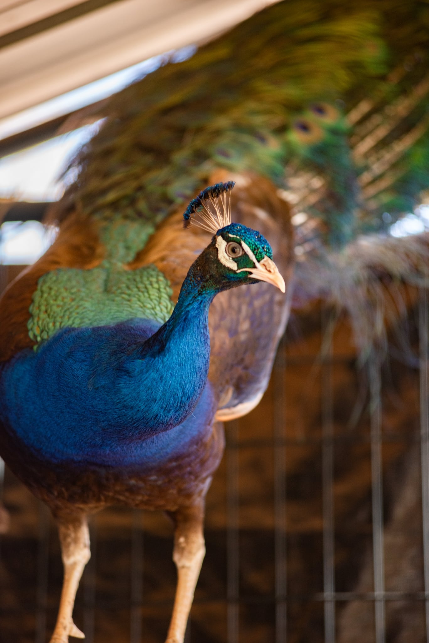 PURPLE Peafowl Hatching Eggs