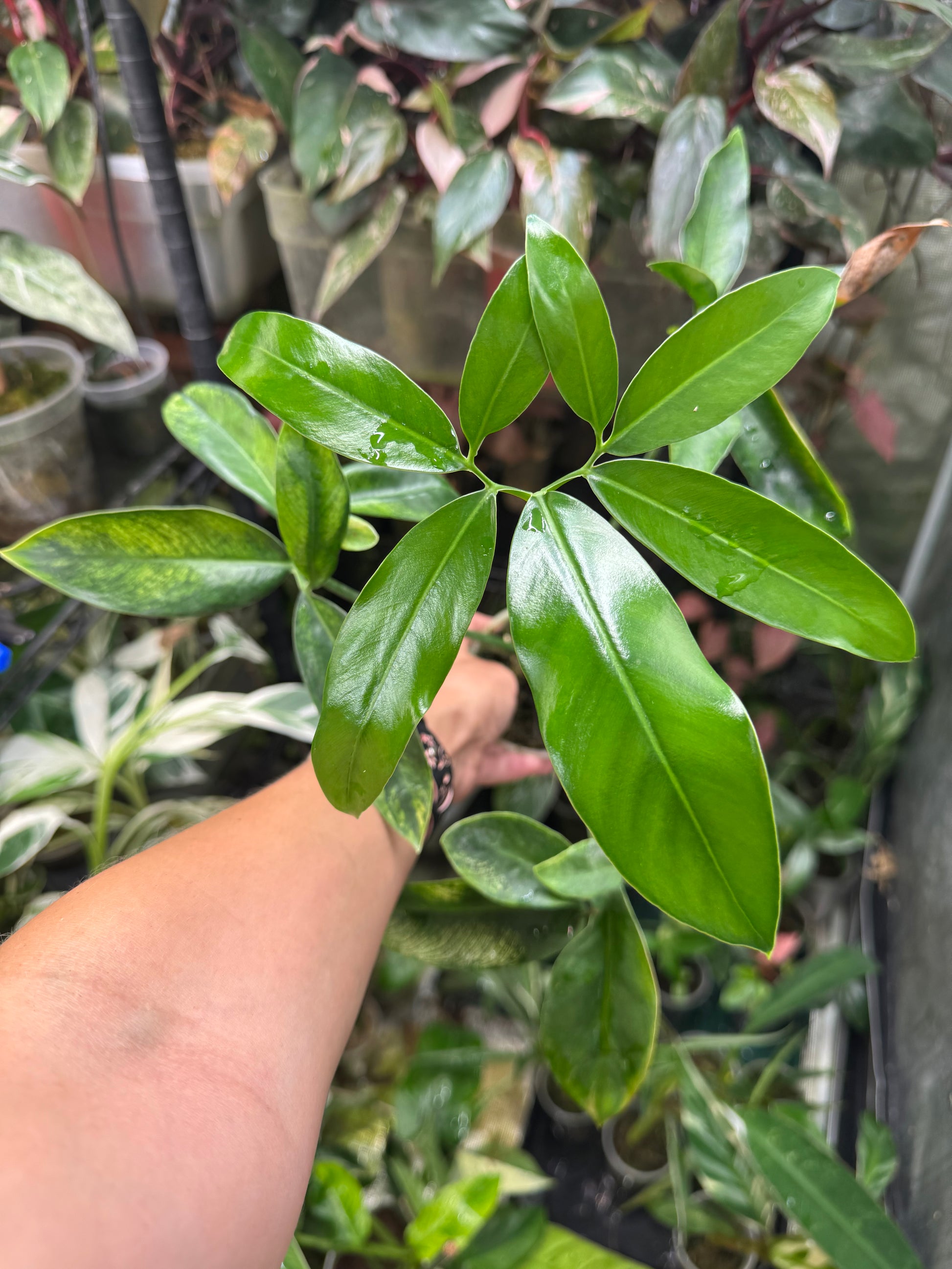 philodendron goeldii mint Philodendron Goeldii Mint (now known as Thaumatophyllum spruceanum 'Mi – Akers Farm