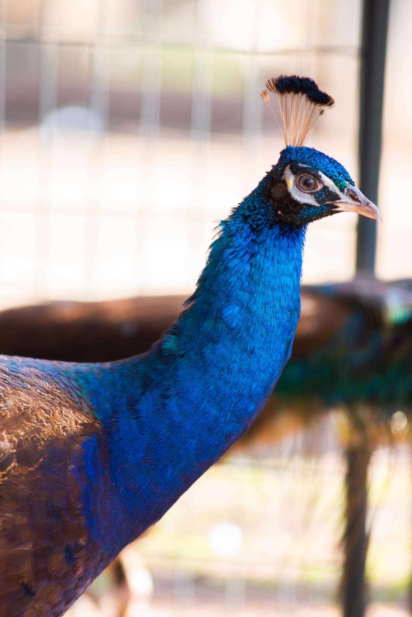 PURPLE Peafowl Hatching Eggs