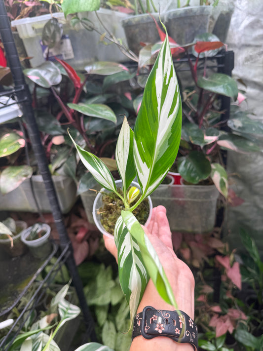 *Exact plant* Musa Ae Ae Variegated Banana Pup – True Aeae – U.S. Grown – Extremely Rare Live Plant
