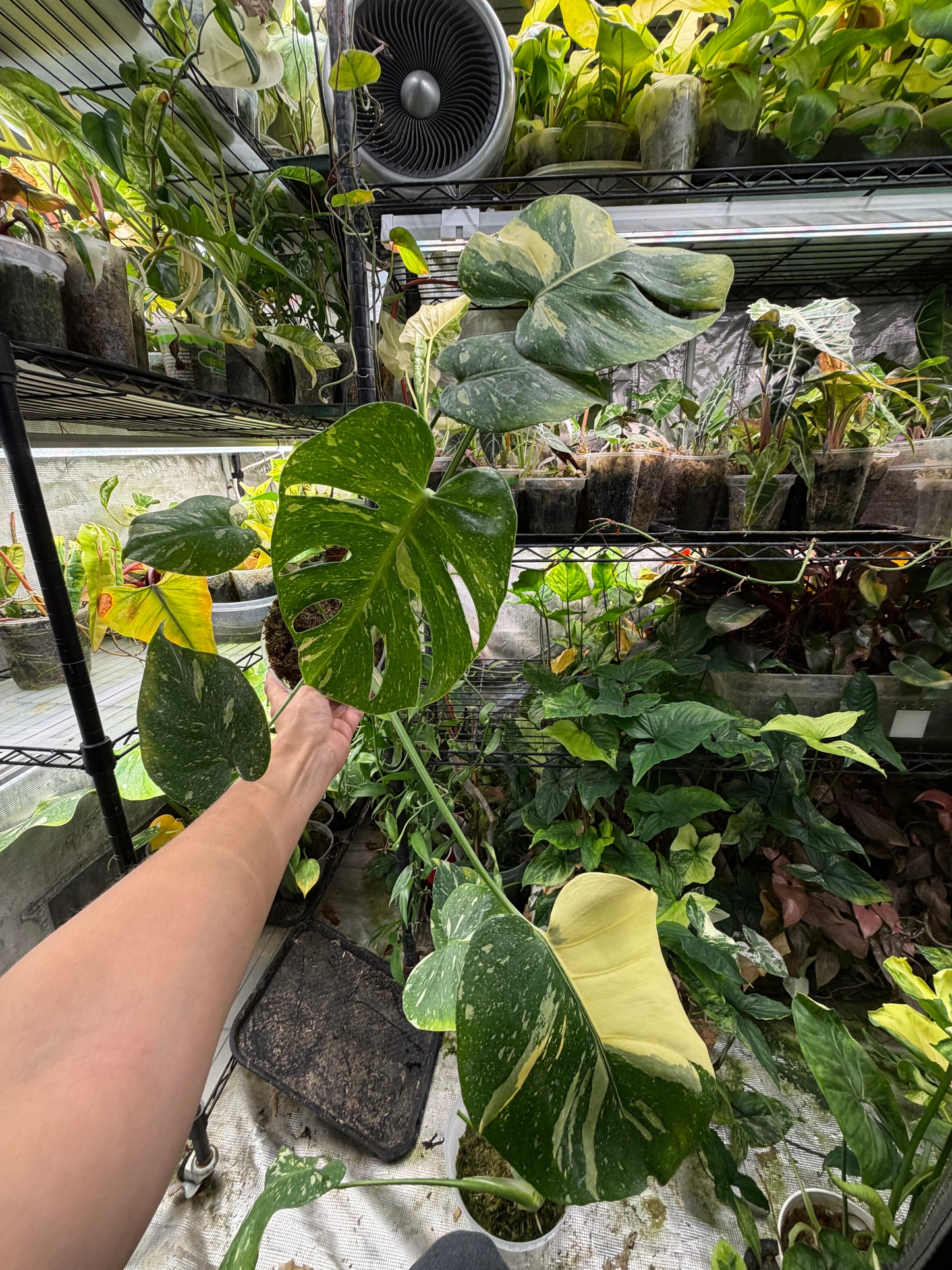 *EXACT PLANT* Monstera deliciosa "Thai Constellation”