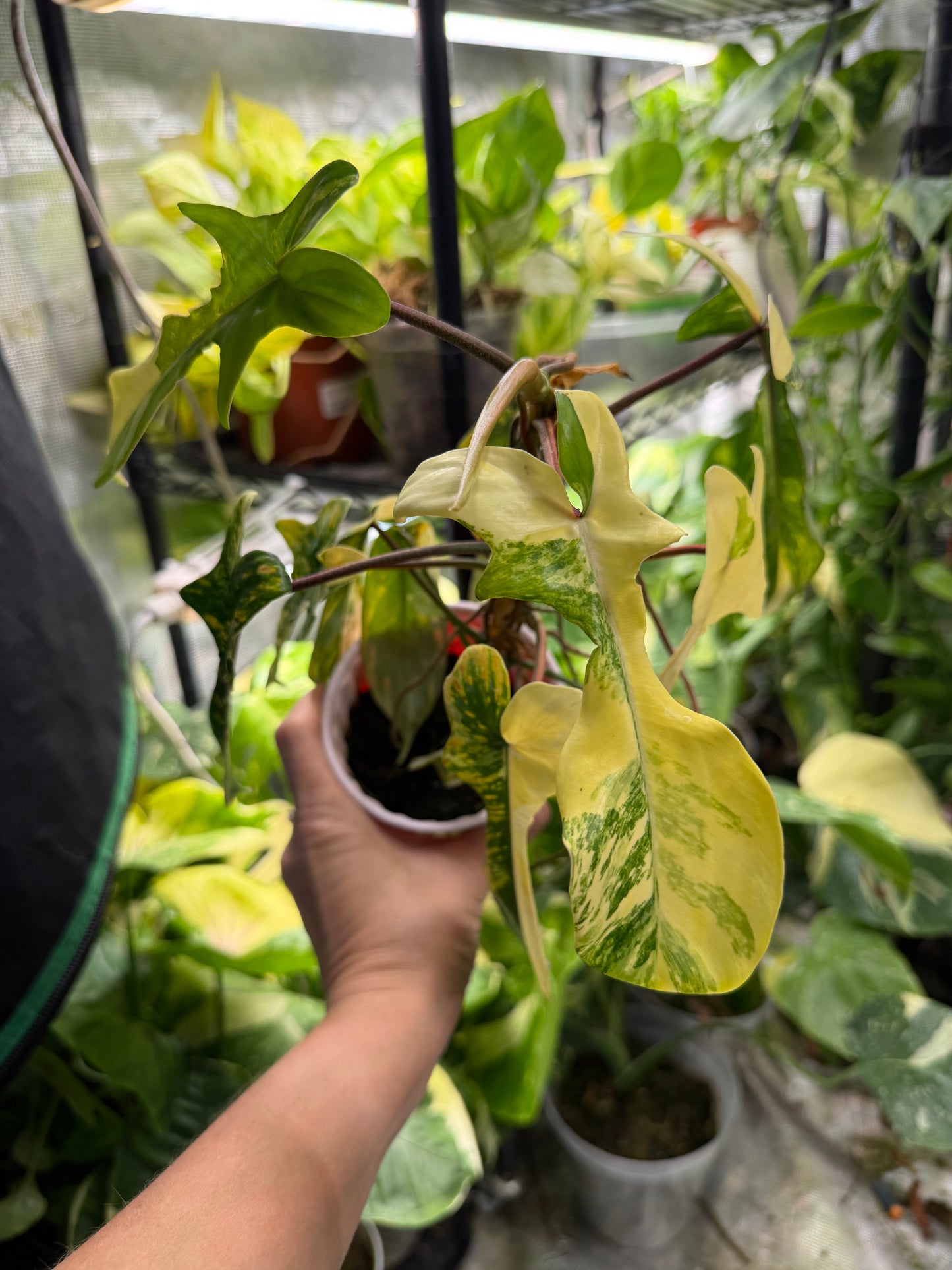 *EXACT PLANT* Florida Beauty Philodendron Variegated