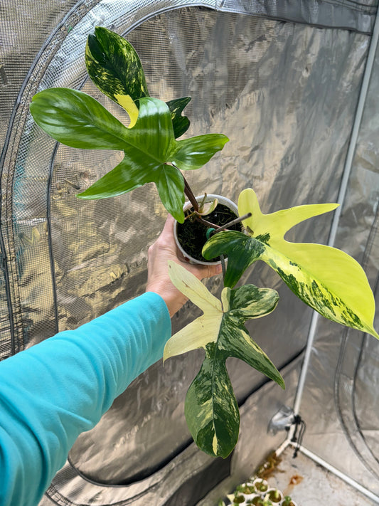 Variegated Florida Beauty Philodendron