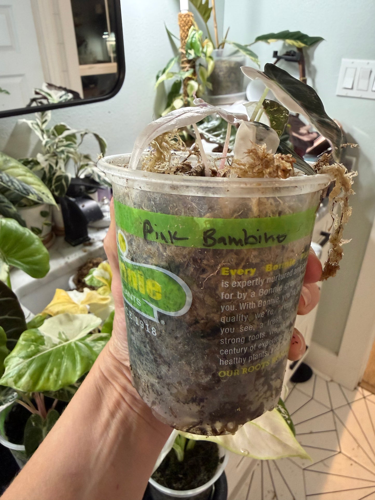 *EXACT PLANT* Variegated Pink Bambino Alocasia Corming size