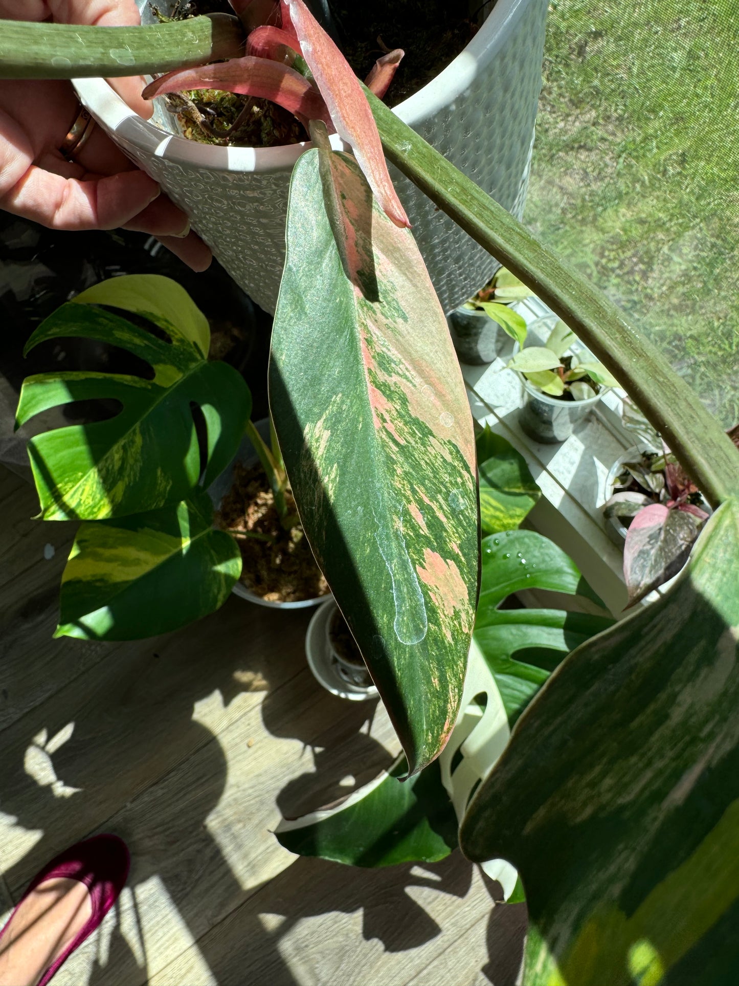 Caramel Marble Philodendron