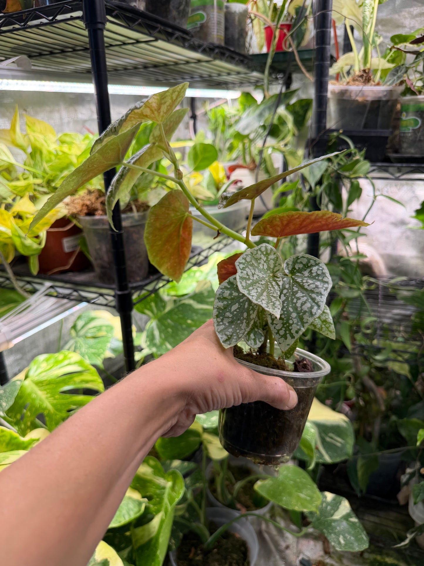 Pink Angel wing Begonia maculata