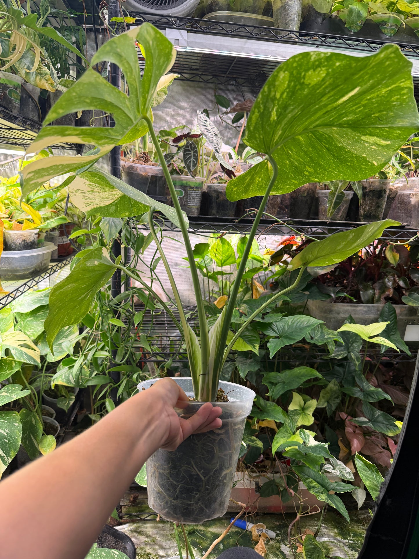 *EXACT PLANT* Monstera deliciosa "Thai Constellation”