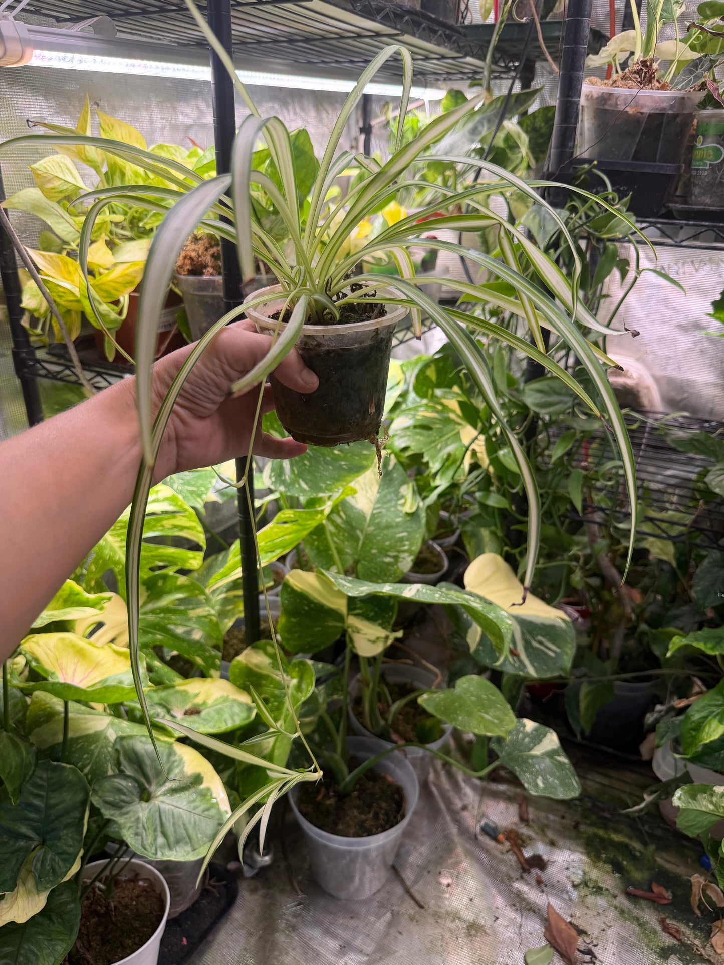 Fully rooted spider plant