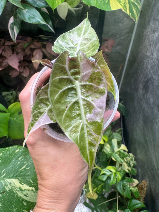 Rare Alocasia Watsoniana Pink – Stunning Veined Leaves – U.S. Grown – Live Plant