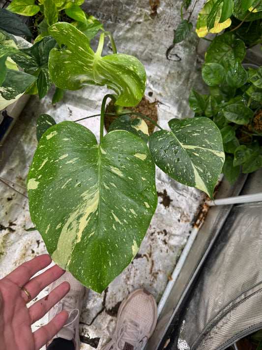 *EXACT PLANT* Monstera deliciosa "Thai Constellation”