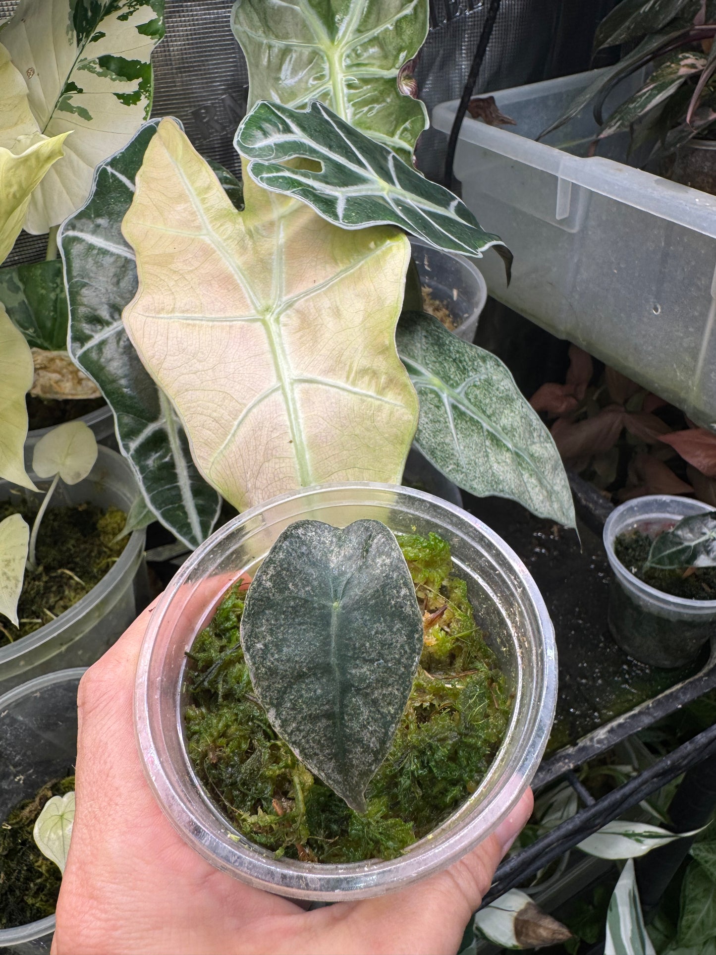 Variegated Pink Mint Amazonica Alocasia *EXACT PLANT* corming size